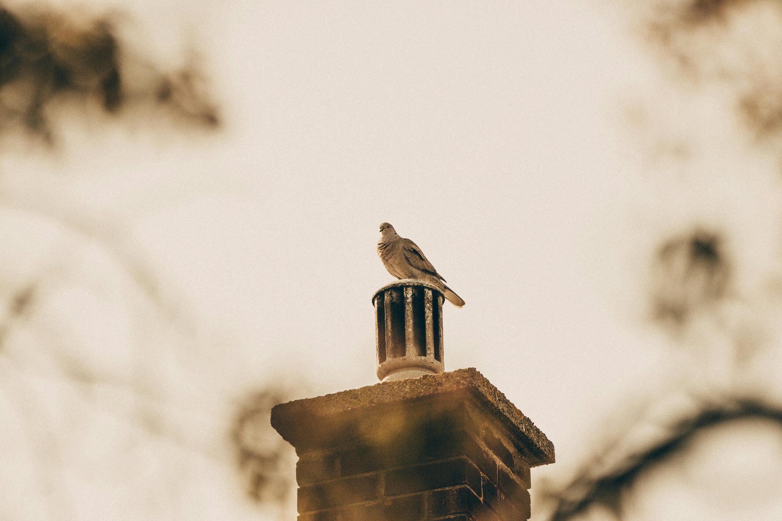 Bird sitting on a chimney vent, showing the need for chimney caps to prevent animal entry.