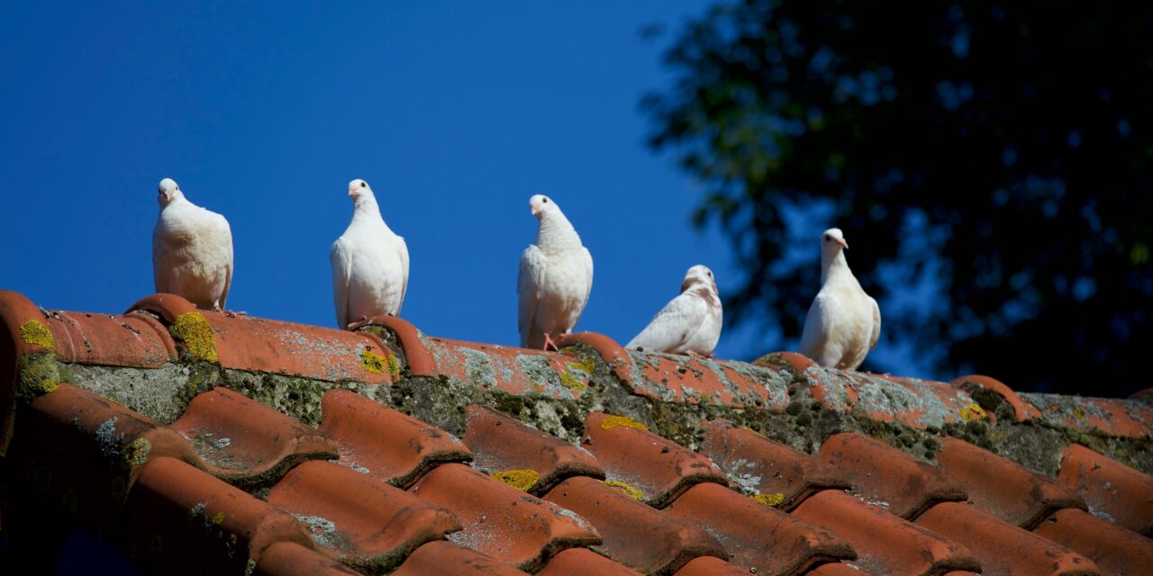 The Importance of a New Roof: Boosting Value, Preventing Leaks and Enhancing Aesthetics